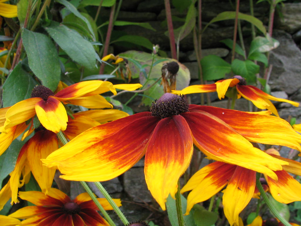 Fonds d'cran Nature Fleurs FLEURS DES CHAMPS