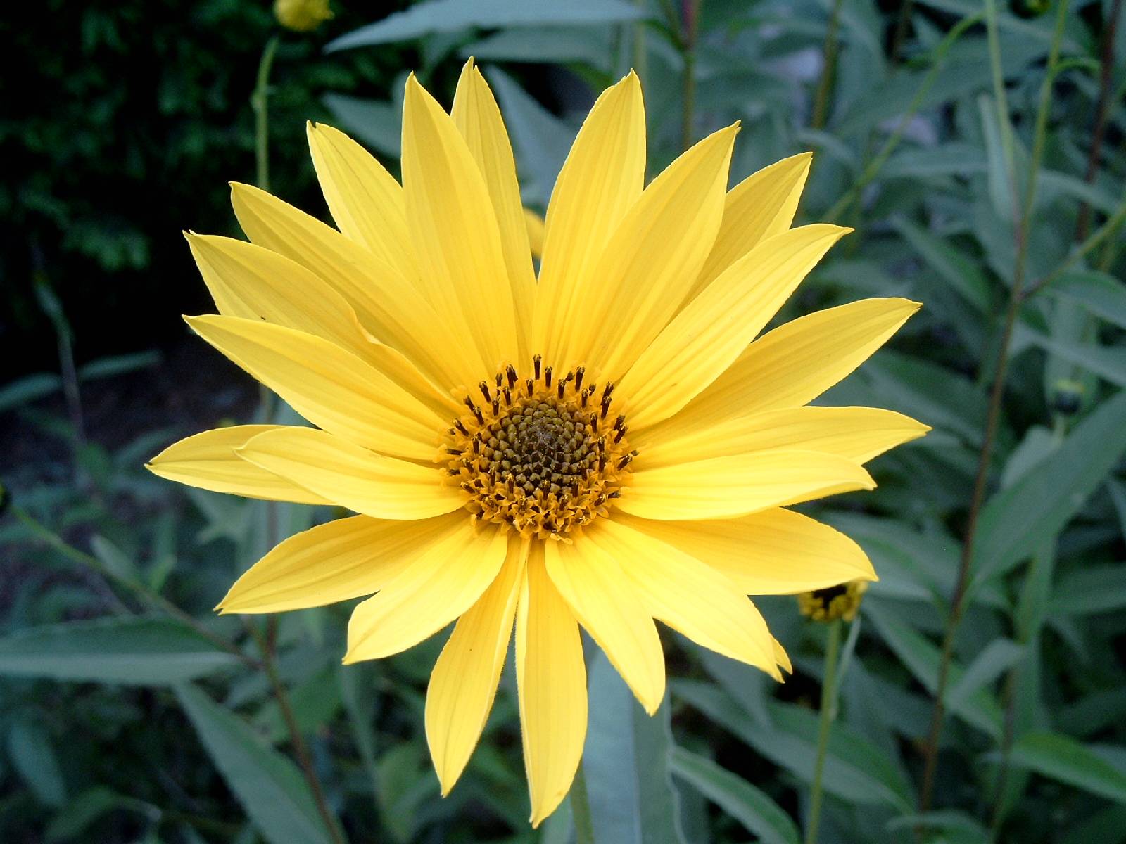 Fonds d'cran Nature Fleurs Fleur Jaune