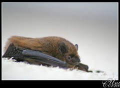 Fonds d'cran Animaux Chauve-souris