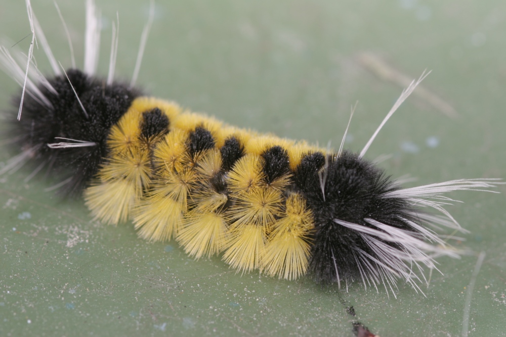 Fonds d'cran Animaux Insectes - Chenilles Devant ou derrire ?