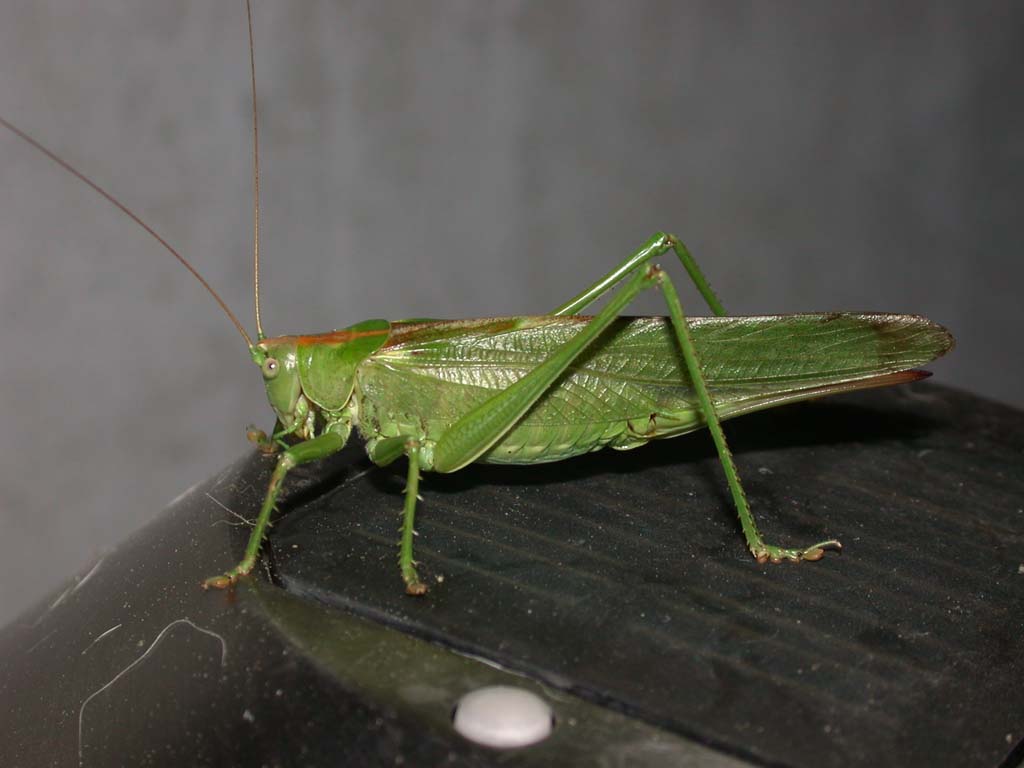 Fonds d'cran Animaux Insectes - Sauterelles et Criquets Sauterelle