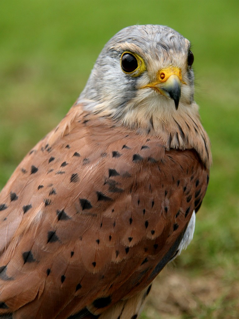 Fonds d'cran Animaux Oiseaux - Rapaces divers faucon crecerelle