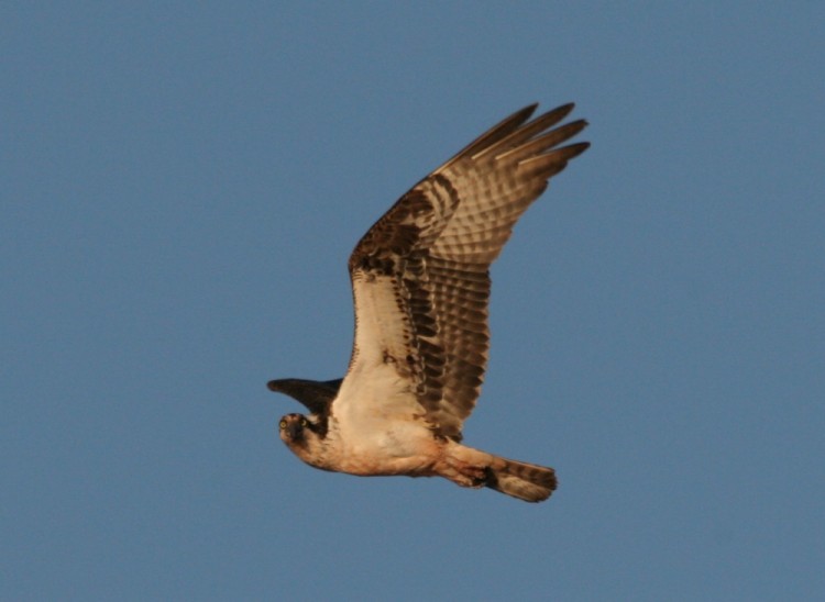 Fonds d'cran Animaux Oiseaux - Rapaces divers Balbusard