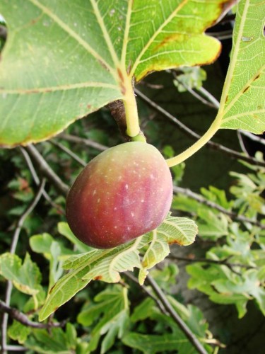 Fonds d'cran Nature Fruits Une figue de mon jardin!