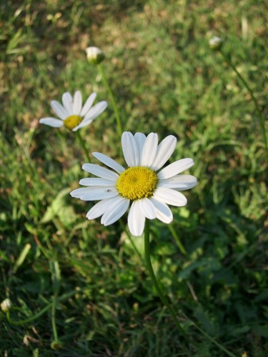 Wallpapers Nature Flowers marguerites