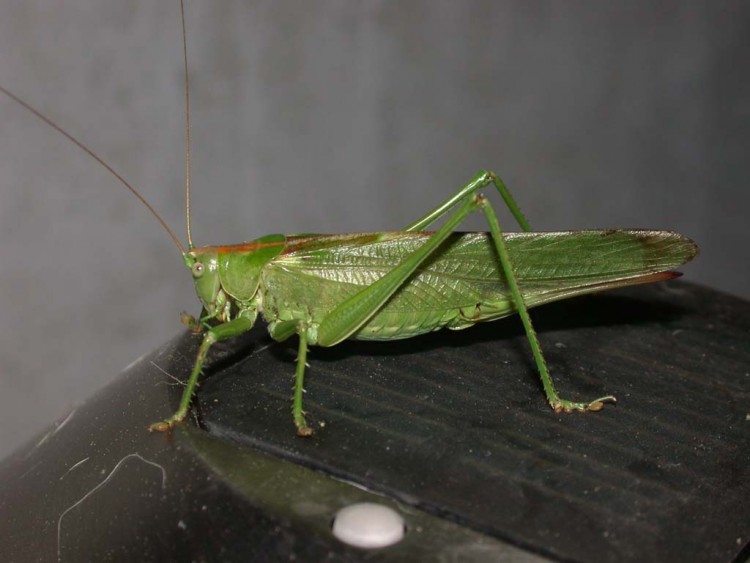 Fonds d'cran Animaux Insectes - Sauterelles et Criquets Sauterelle