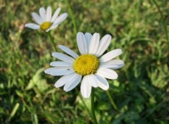 Fonds d'cran Nature marguerites