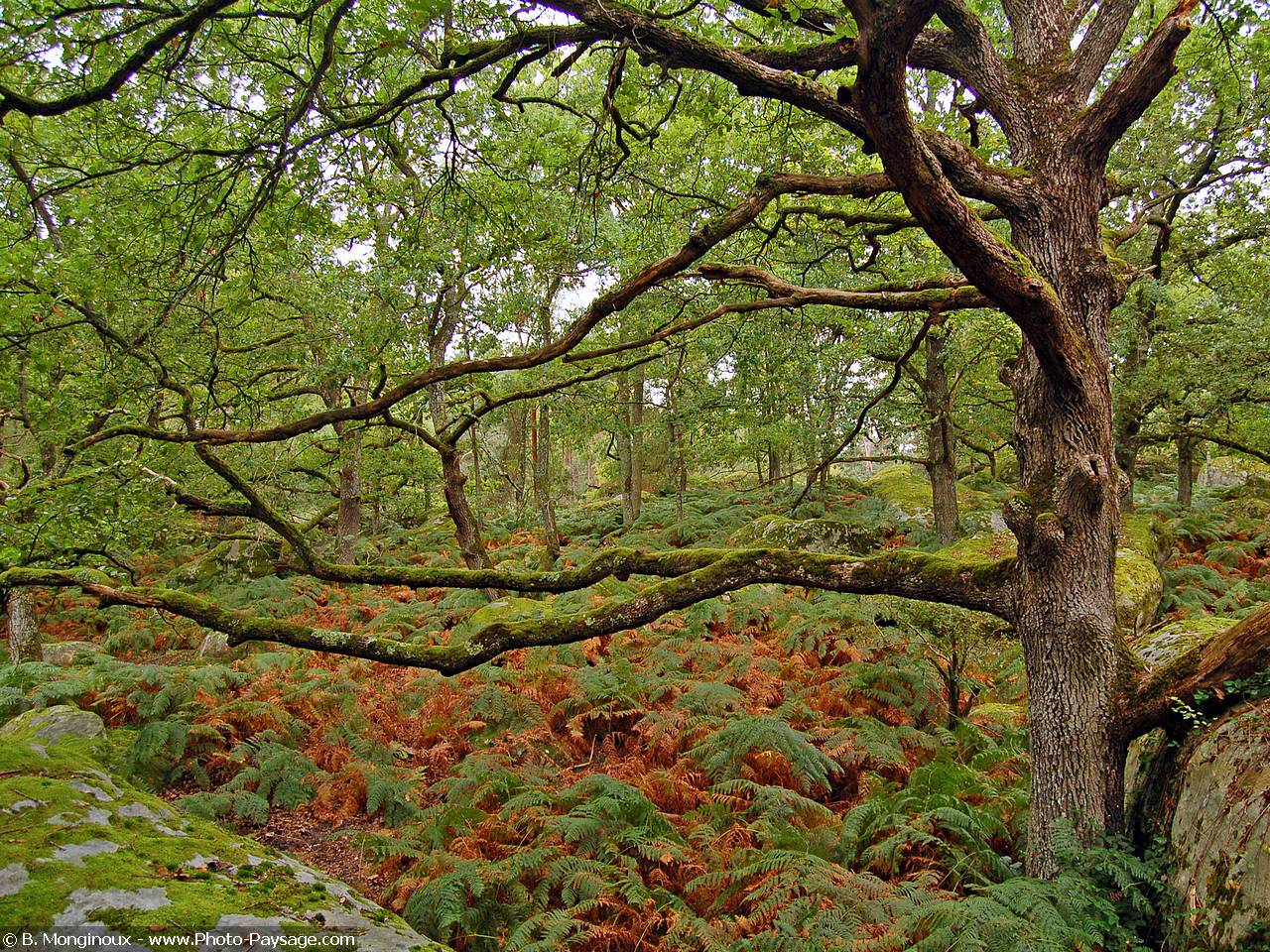 Fonds d'cran Nature Arbres - Forts Chne dans la fort de Fontainebleau