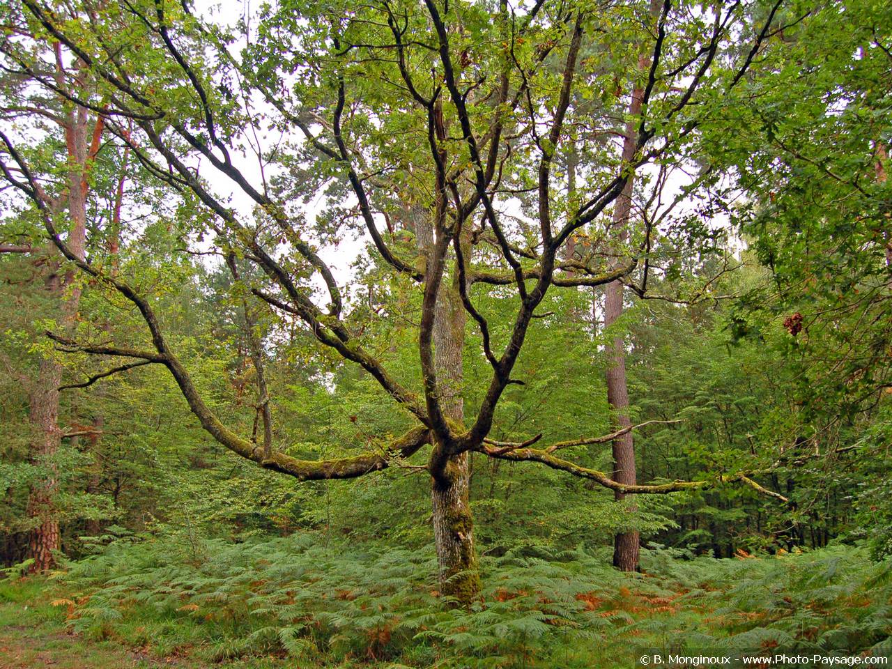 Fonds d'cran Nature Arbres - Forts Chne dans la fort de Fontainebleau