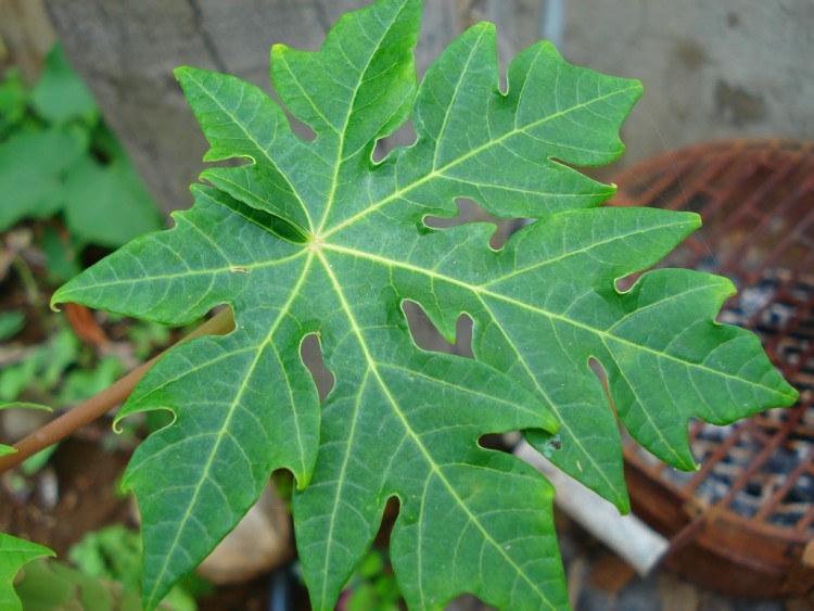 Fonds d'cran Nature Feuilles - Feuillages FEUILLE DE PAPAYER