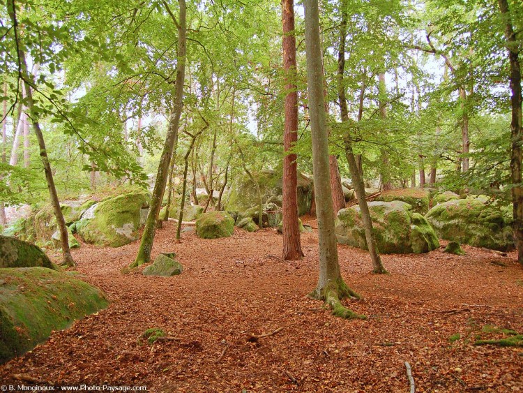 Fonds d'cran Nature Arbres - Forts Le chaos des Gorges d'Apremont, Fort de Fontainebleau