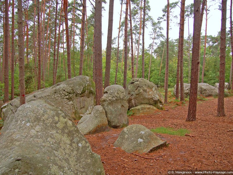 Wallpapers Nature Trees - Forests Le chaos des Gorges d'Apremont, Fort de Fontainebleau