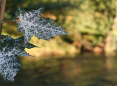 Fonds d'cran Nature Feuilles en train de mourrir