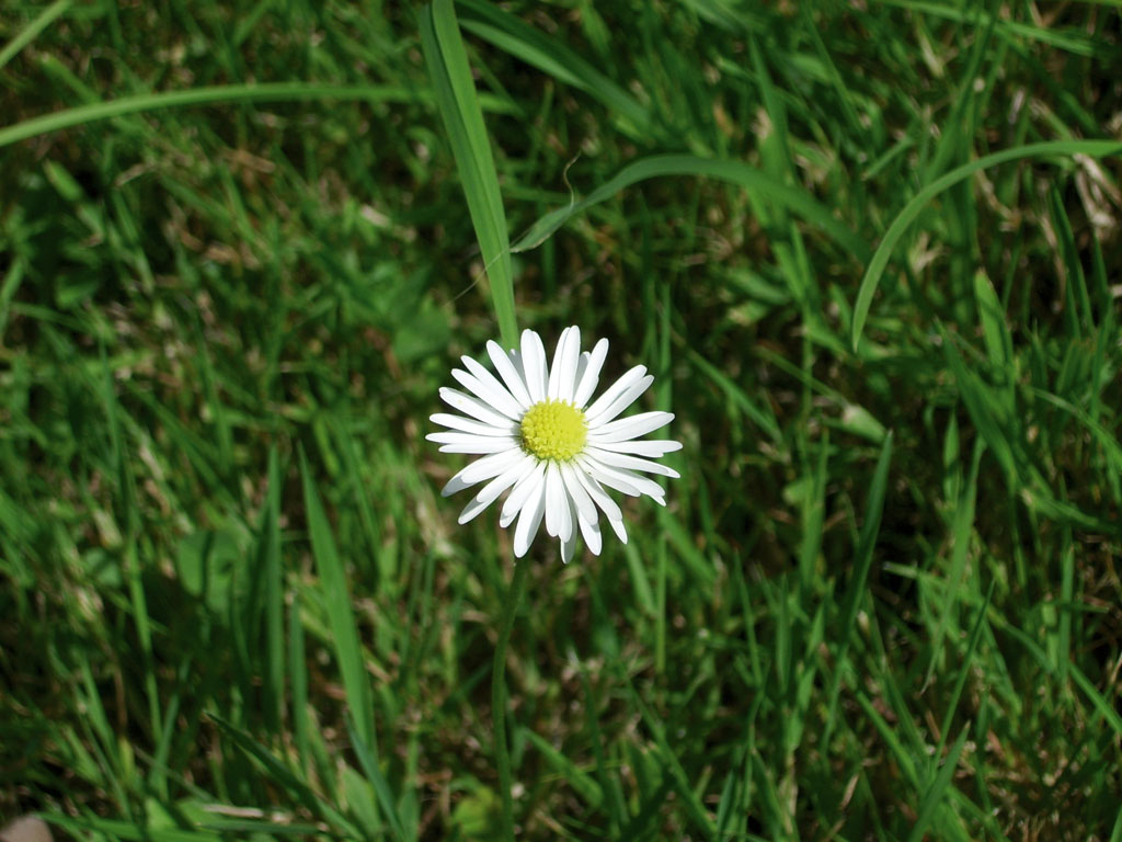 Fonds d'cran Nature Fleurs marguerite