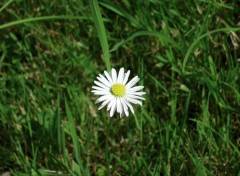 Fonds d'cran Nature marguerite