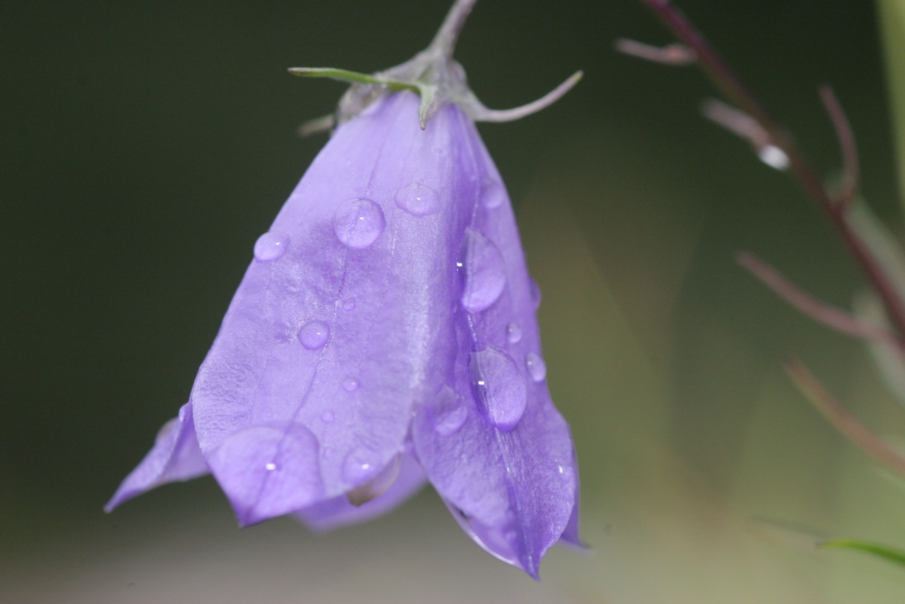 Wallpapers Nature Flowers Petite clochette