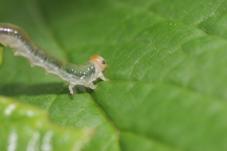 Fonds d'cran Animaux Insectes - Chenilles Petite chenille