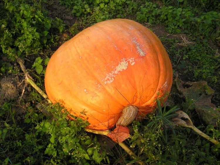 Fonds d'cran Nature Lgumes COURGE