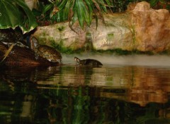 Fonds d'cran Animaux tortues