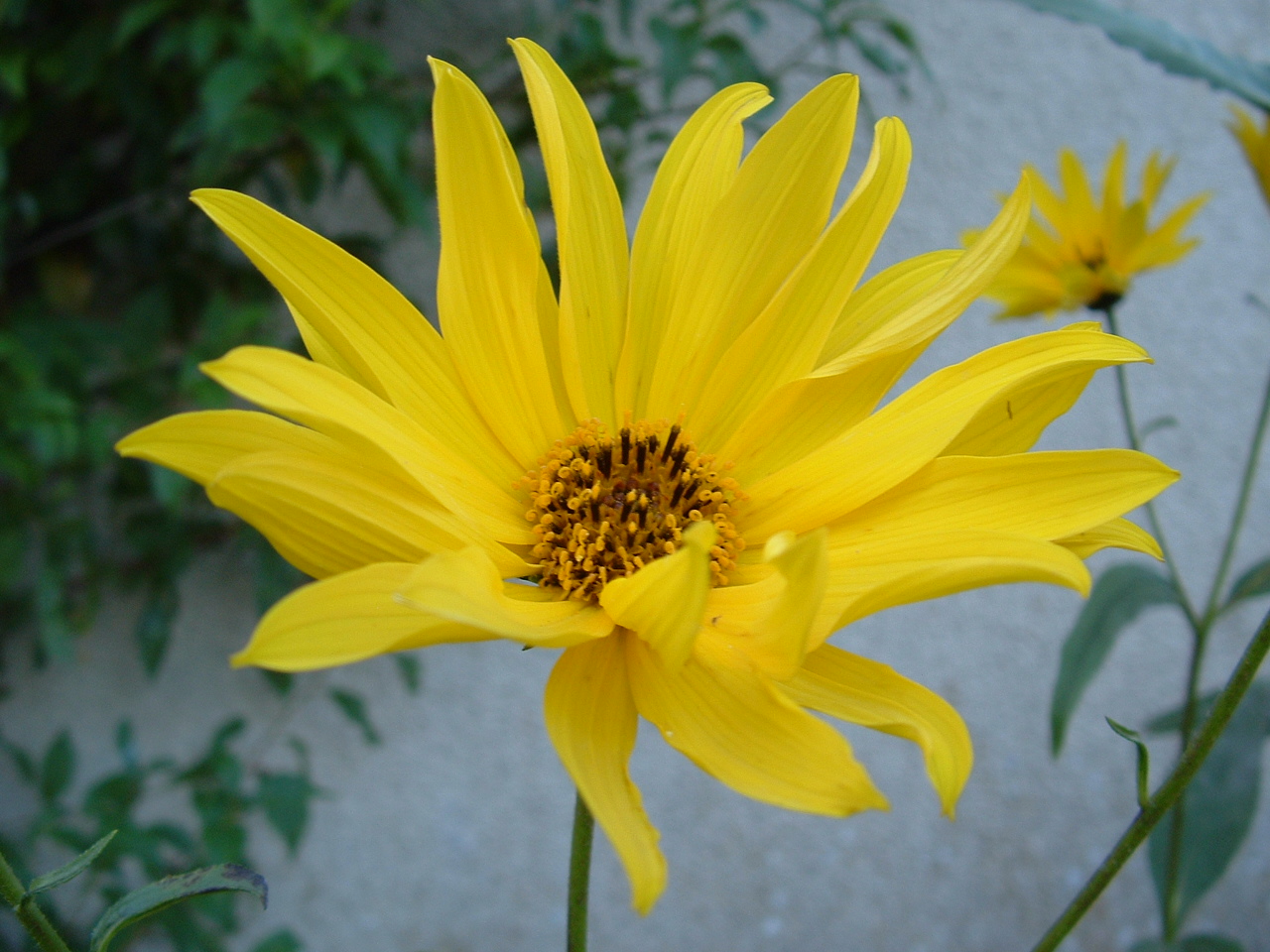 Fonds d'cran Nature Fleurs 