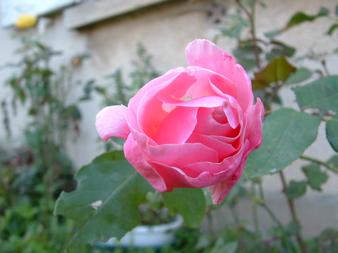 Fonds d'cran Nature Fleurs 