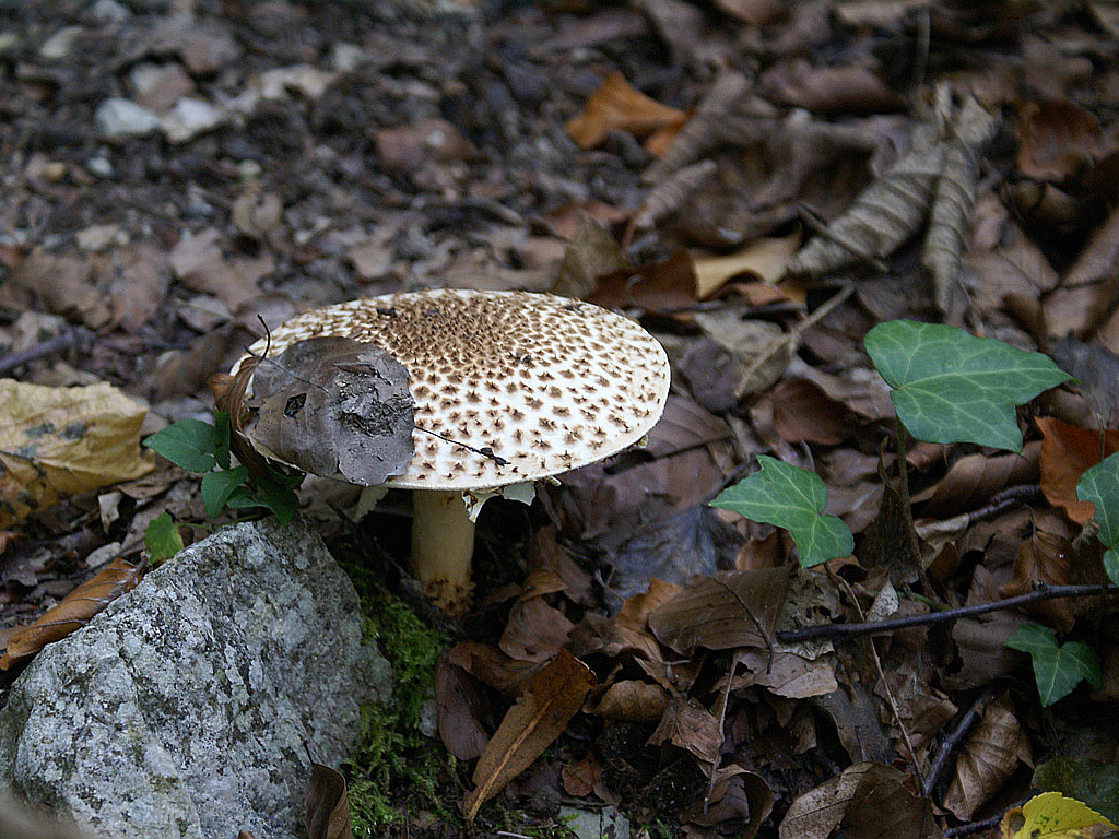 Fonds d'cran Nature Champignons a devorer des yeux seulement