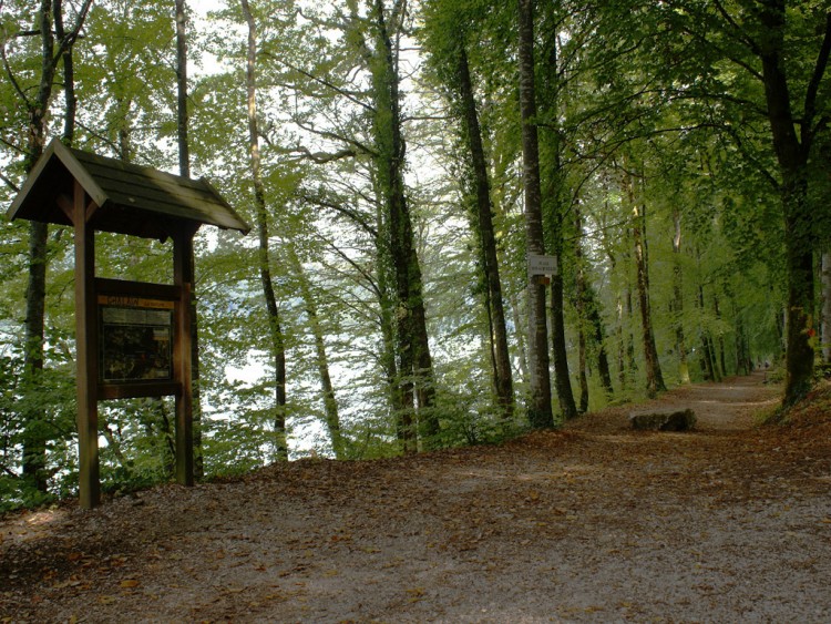 Fonds d'cran Nature Arbres - Forts foret de chalain