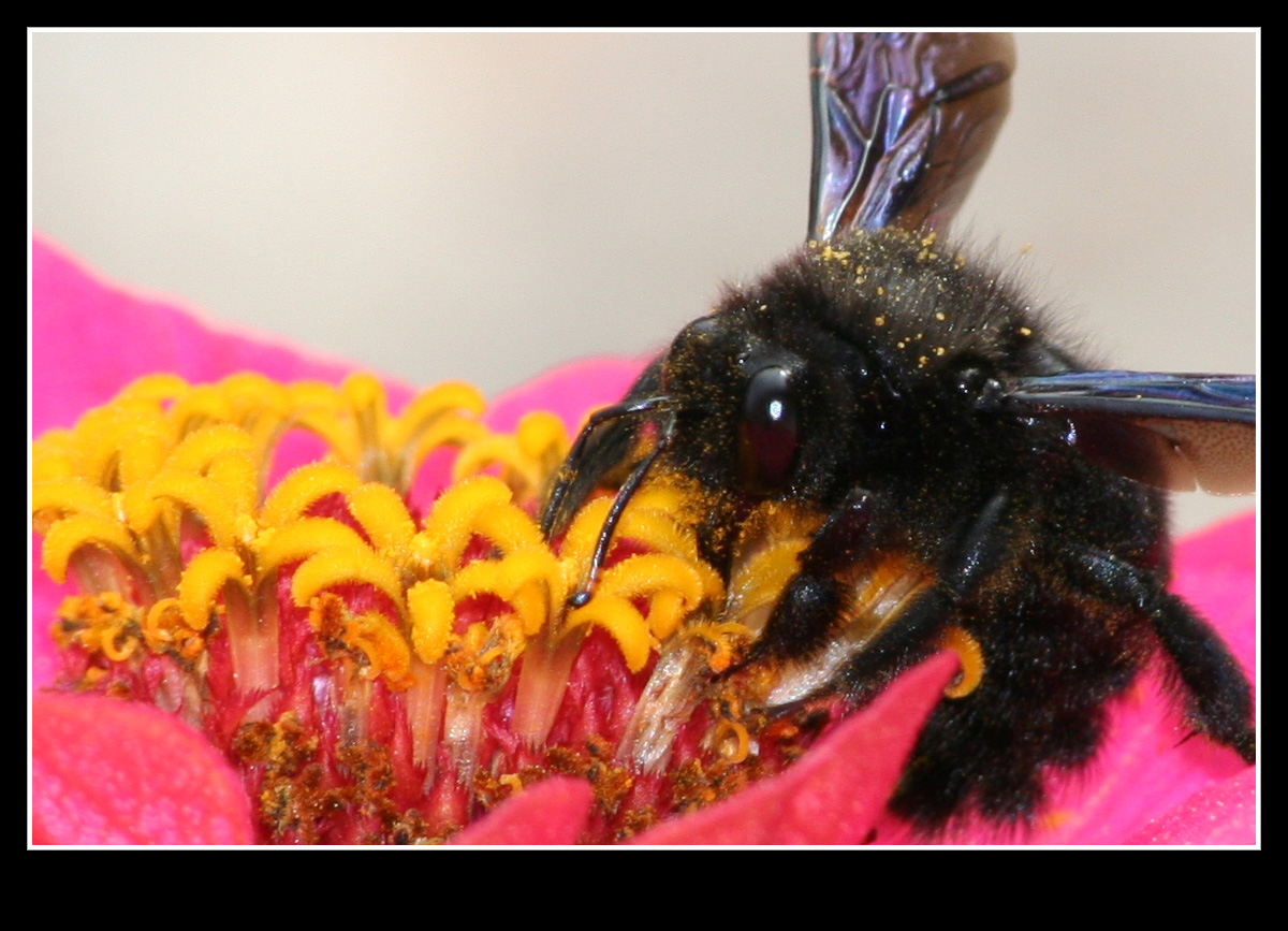 Fonds d'cran Animaux Insectes - Abeilles Gupes ... Bourdon