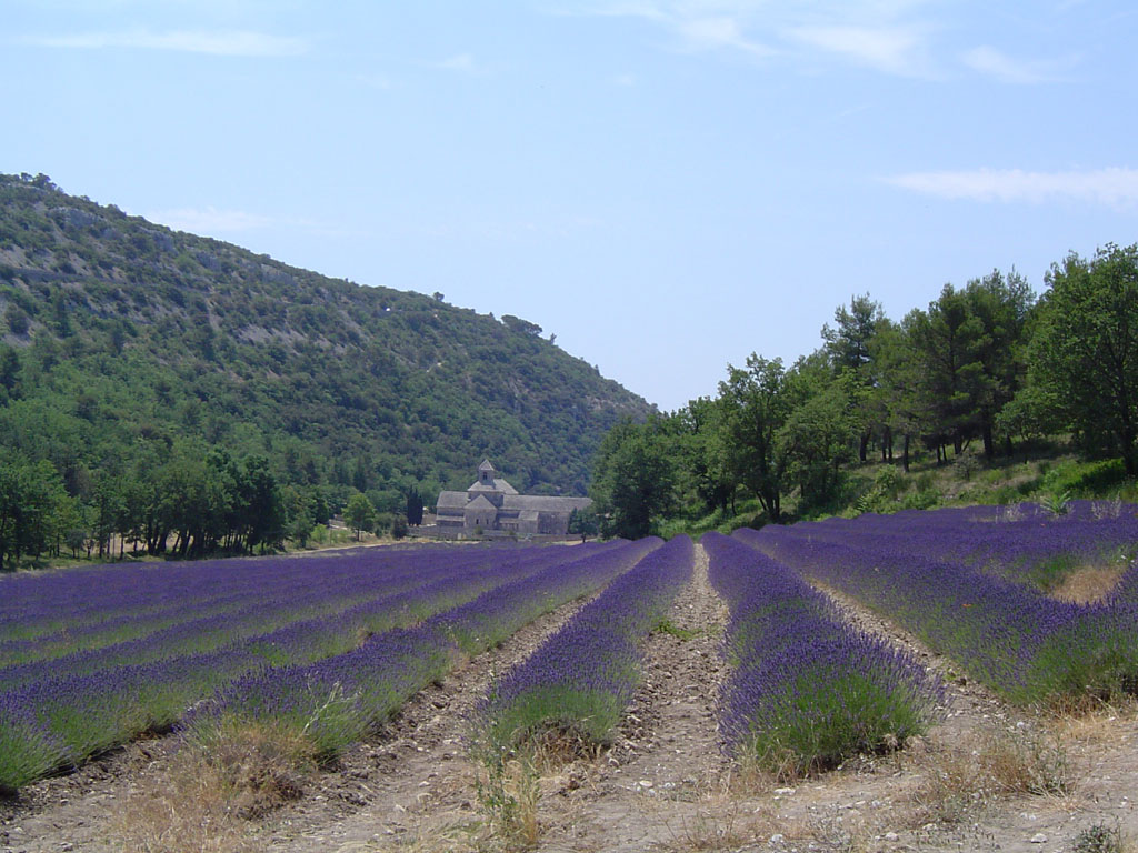 Wallpapers Trips : Europ France > Provence-Alpes-Cte d'Azur Abbaye de Snaques et champs de lavande