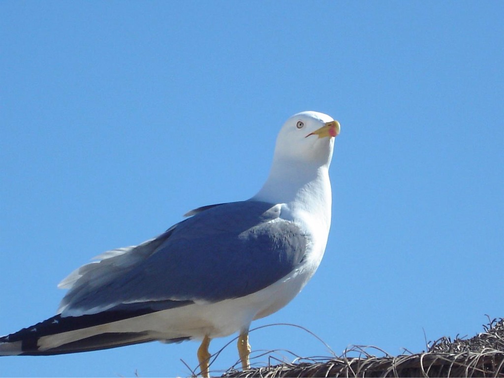 Fonds d'cran Animaux Oiseaux - Mouettes et Golands 