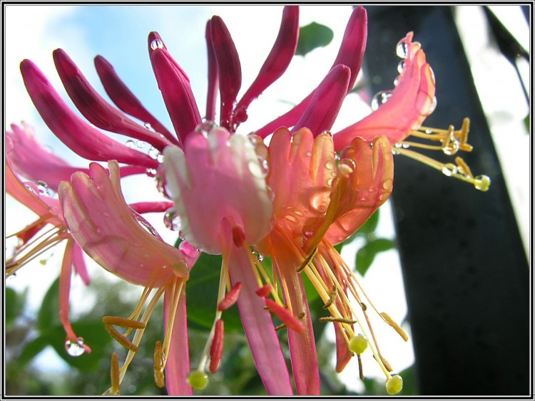 Fonds d'cran Nature Fleurs Chvrefeuille