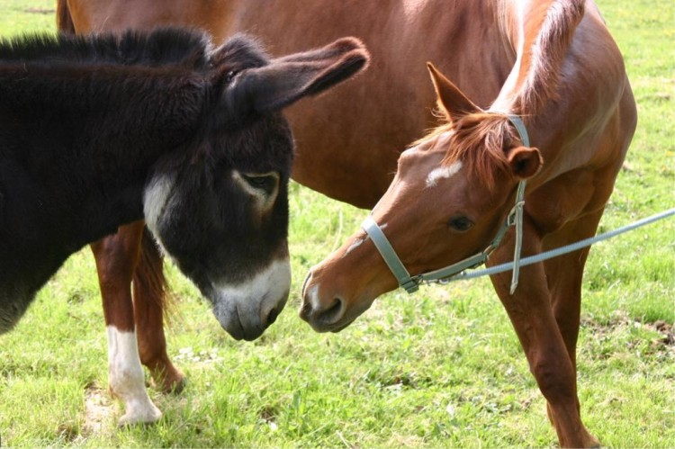 Fonds d'cran Animaux Chevaux Wallpaper N152623