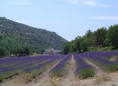 Fonds d'cran Voyages : Europe Abbaye de Snaques et champs de lavande