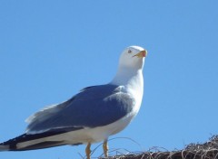 Fonds d'cran Animaux Image sans titre N152627