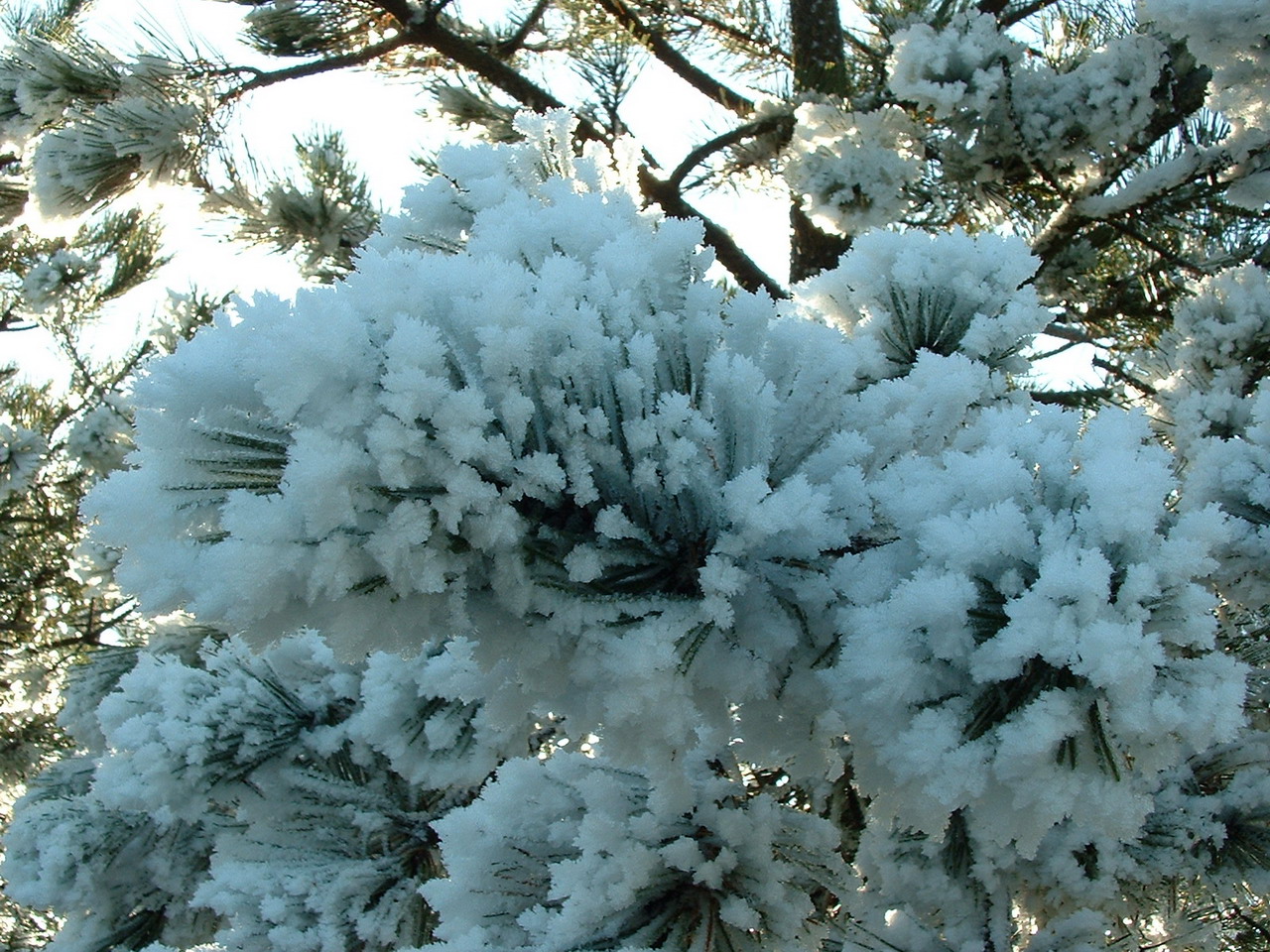 Fonds d'cran Nature Saisons - Hiver Branche de sapin en hiver