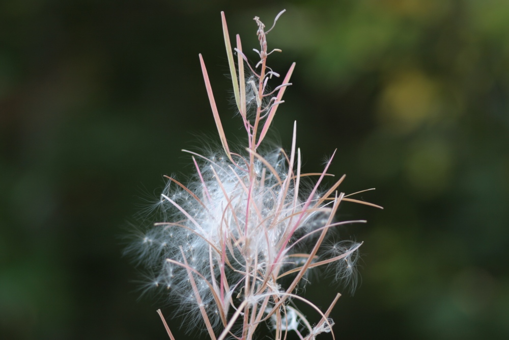 Fonds d'cran Nature Plantes - Arbustes Plante