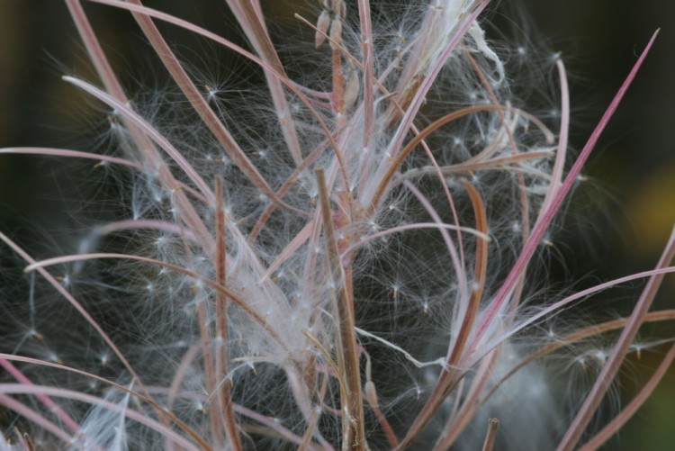 Fonds d'cran Nature Fleurs Plante