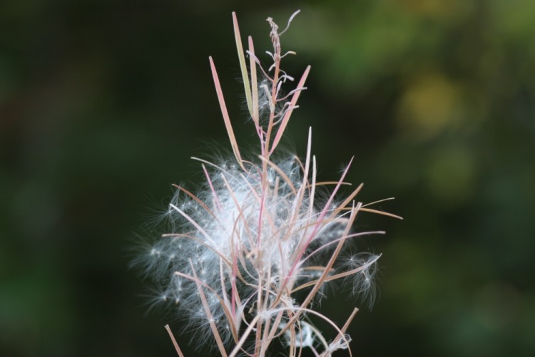 Fonds d'cran Nature Plantes - Arbustes Plante