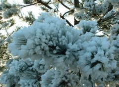 Fonds d'cran Nature Branche de sapin en hiver