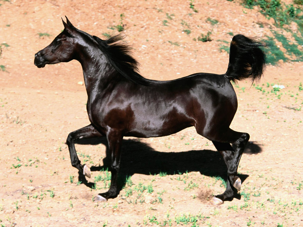 Fonds d'cran Animaux Chevaux pur sang