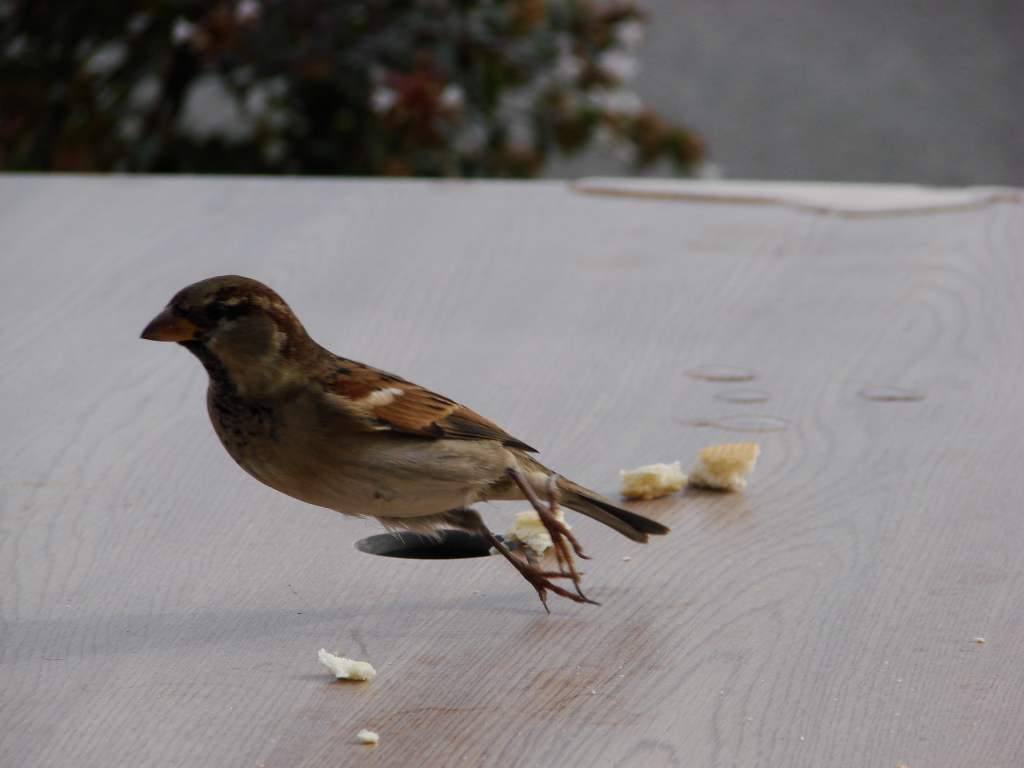 Wallpapers Animals Birds - Sparrows Moineau qui prend son envole