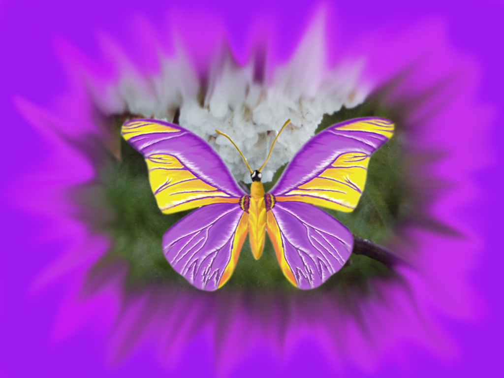 Wallpapers Animals Insects - Butterflies Papillon