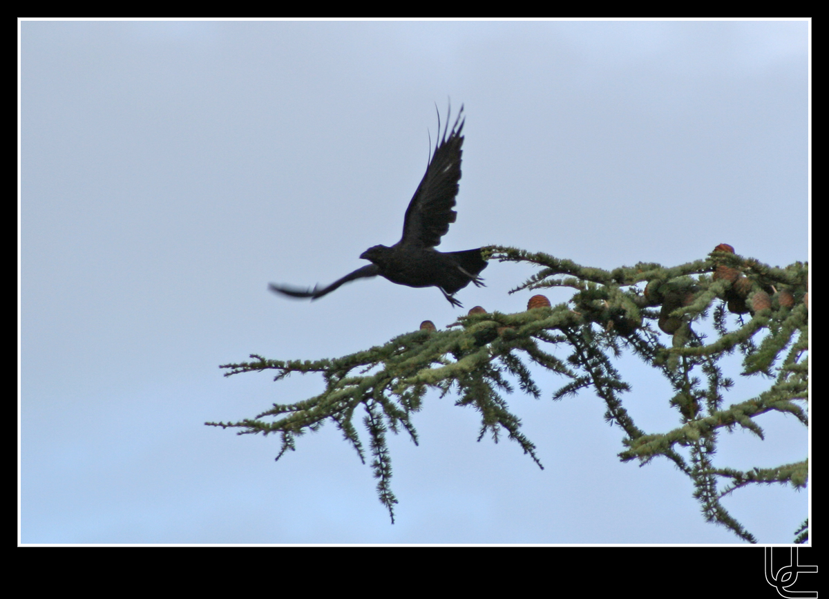 Fonds d'cran Animaux Oiseaux - Corbeaux Le corbeau prend son envol