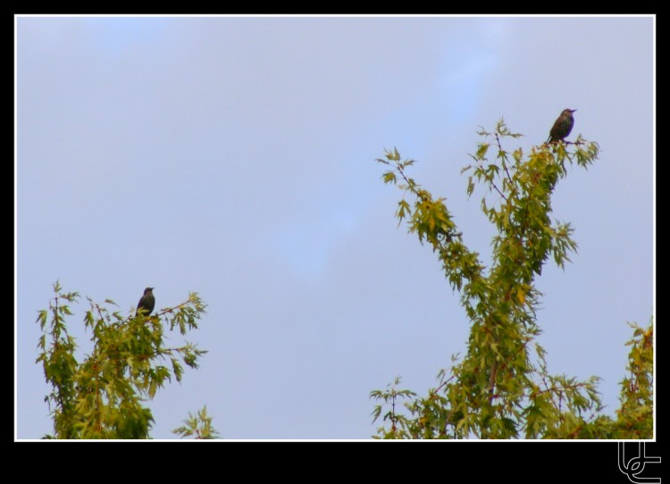 Fonds d'cran Animaux Oiseaux - Merles Couple de merles