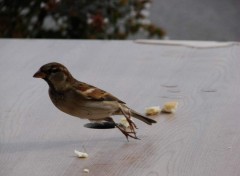 Fonds d'cran Animaux Moineau qui prend son envole