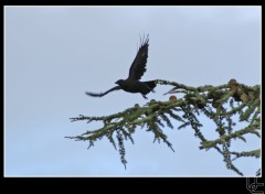 Wallpapers Animals Le corbeau prend son envol