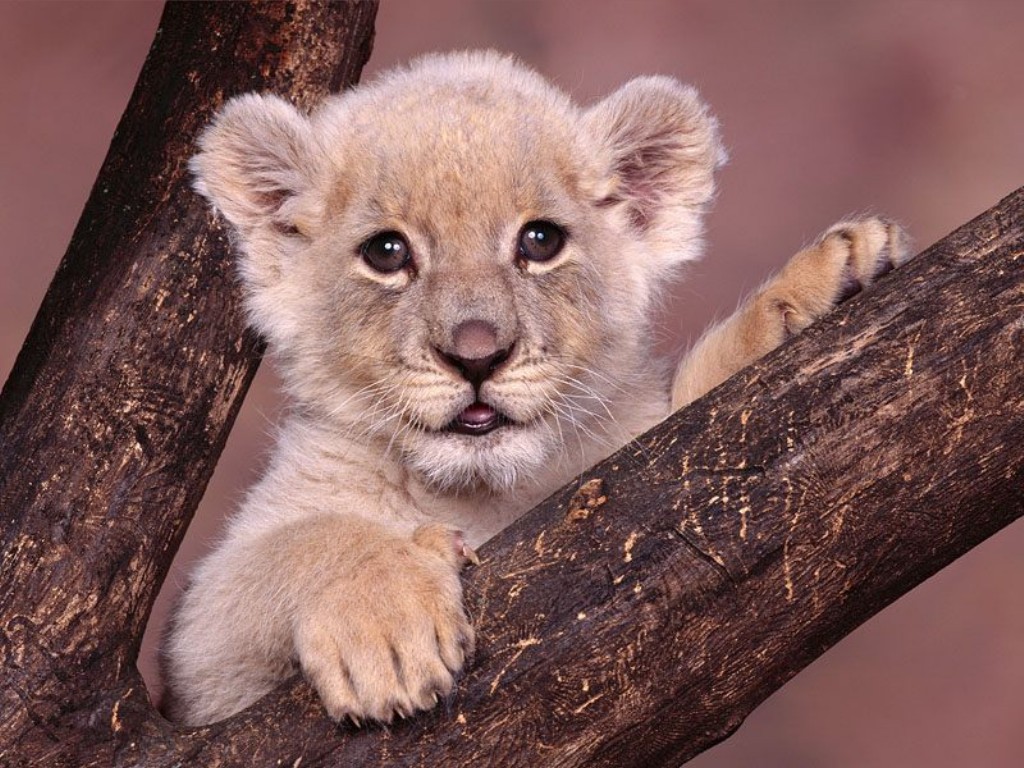 Fonds d'cran Animaux Flins - Lions 