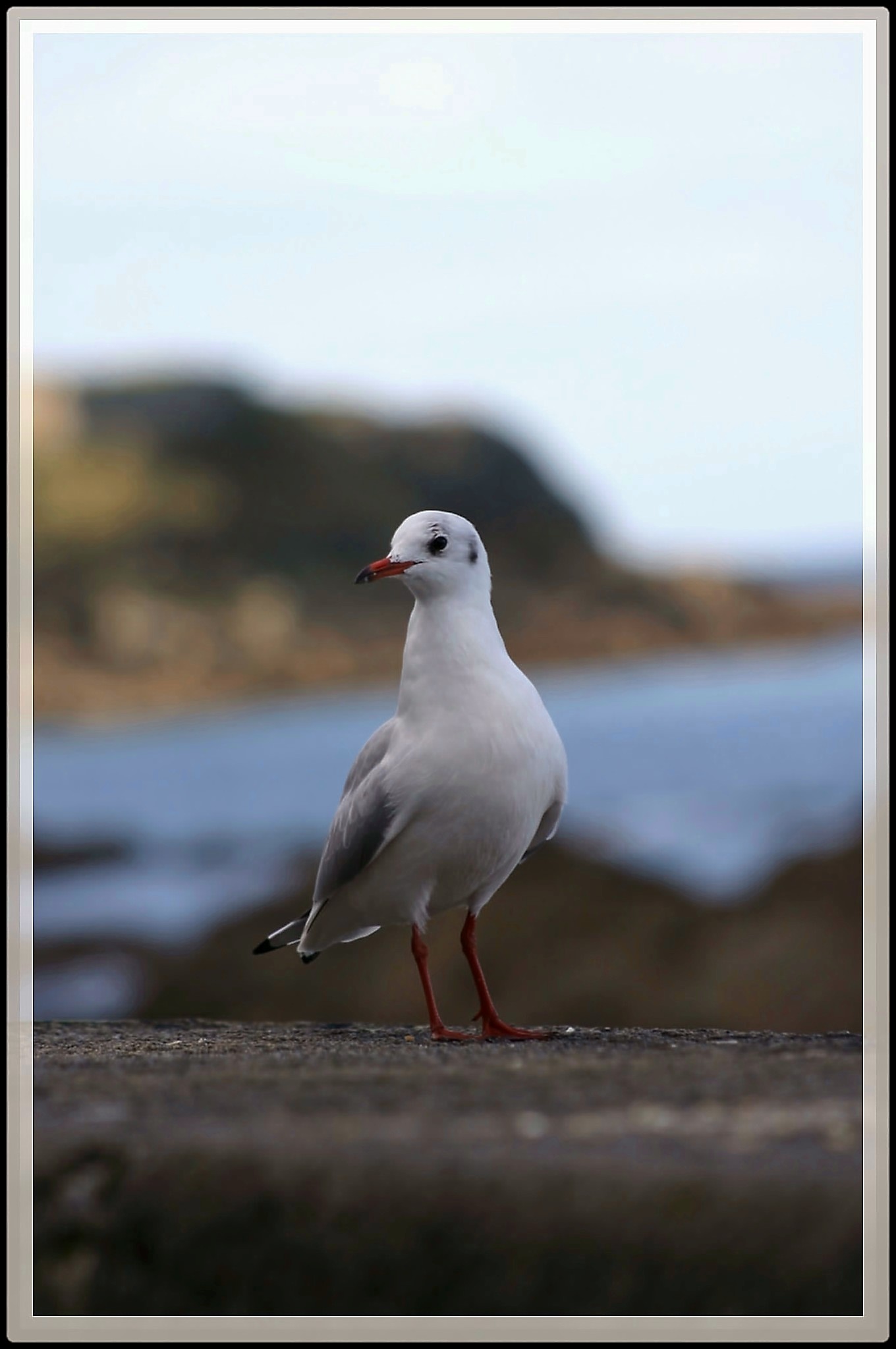 Fonds d'cran Animaux Oiseaux - Mouettes et Golands 