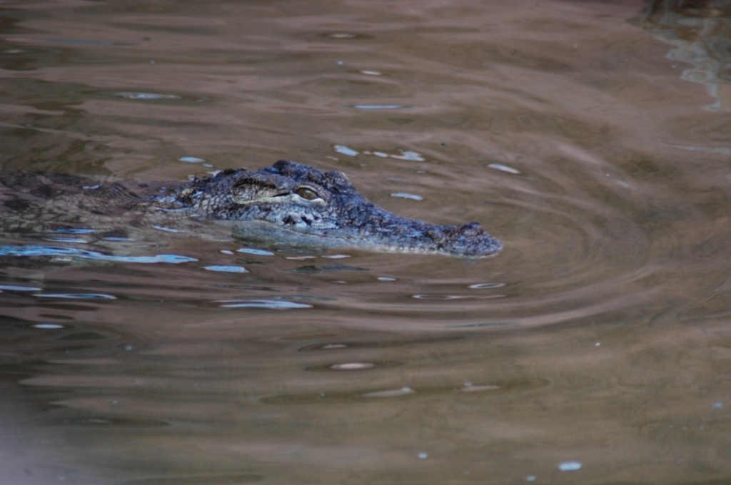 Fonds d'cran Animaux Crocodiles - Alligators - Camans 