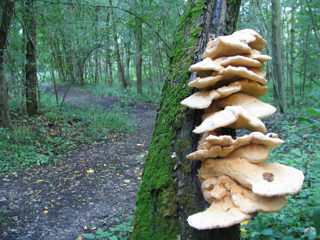 Fonds d'cran Nature Champignons CHAMPIGNONS